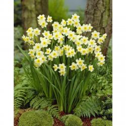 Lukovice: Mini narcis MINOW